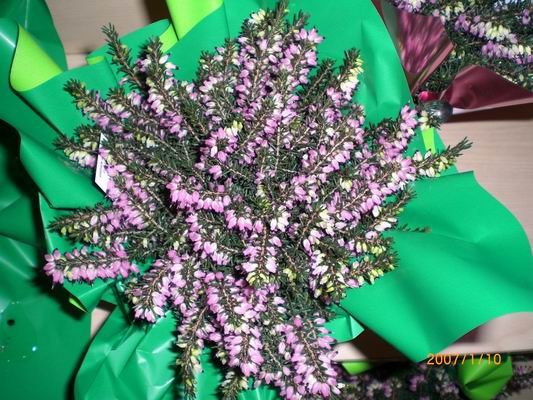 Resize of CIMG0516.JPG